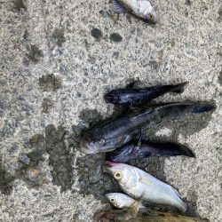 意外と大きいハゼも