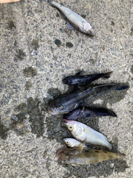 意外と大きいハゼも