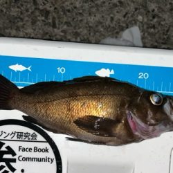 キーパーアコウを捕獲成功