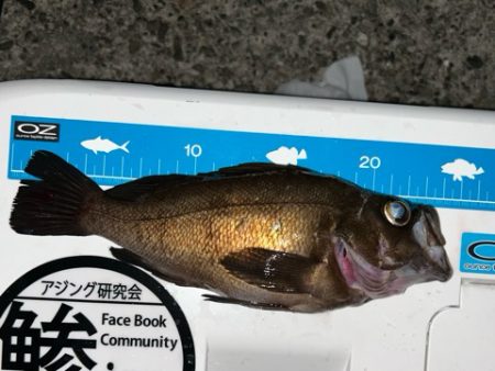 キーパーアコウを捕獲成功