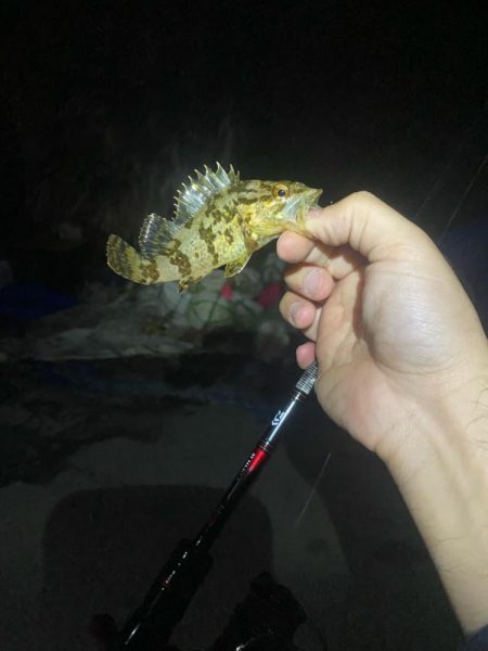 メバリング&エギング