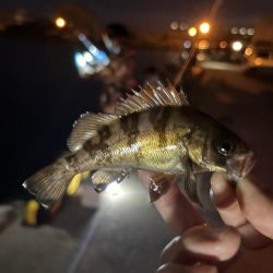 集魚灯イベントへ！