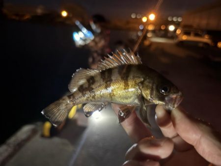 集魚灯イベントへ！