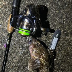 久しぶりのアコウ