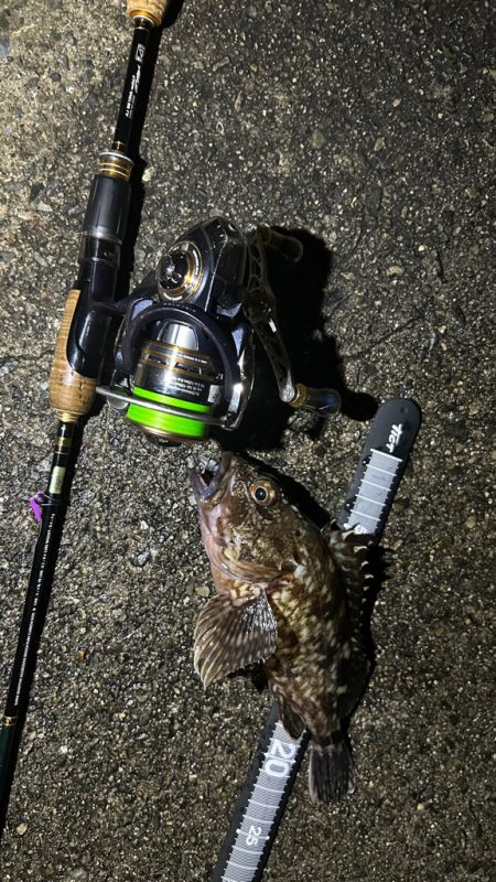 久しぶりのアコウ