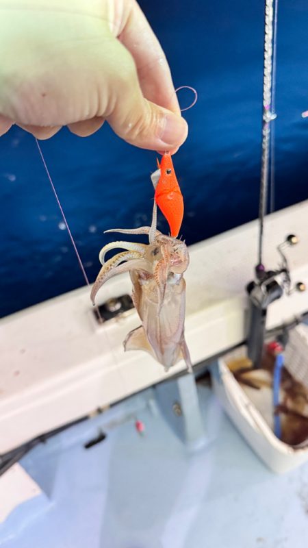 ケンサキイカ/イカメタル・オモリグ