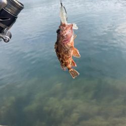 根魚マンション発見