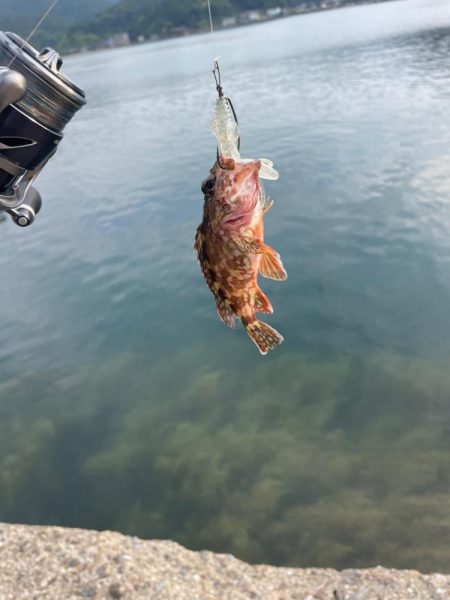 根魚マンション発見