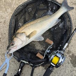 淀川チニング沖目キビレの溜まり場狙い撃ち