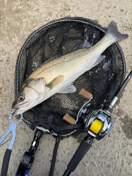 淀川チニング沖目キビレの溜まり場狙い撃ち