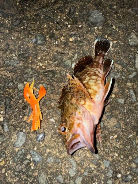 ロックフィッシュ狙いでしたが