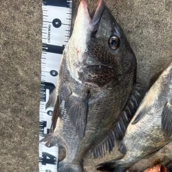 エビ撒きでチヌ活性高いです