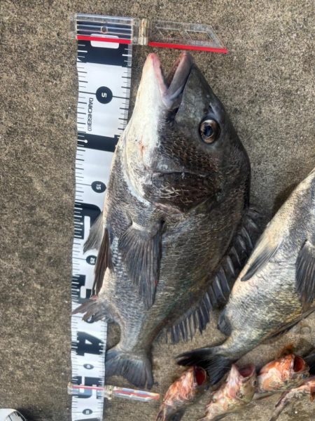 エビ撒きでチヌ活性高いです