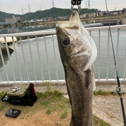 誰か姫路で青物釣れてます?
