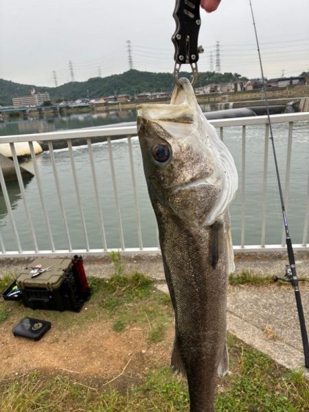誰か姫路で青物釣れてます?