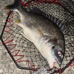 ヘチってきました