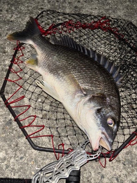 ヘチってきました