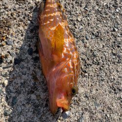 ロックフィッシュと戯れて