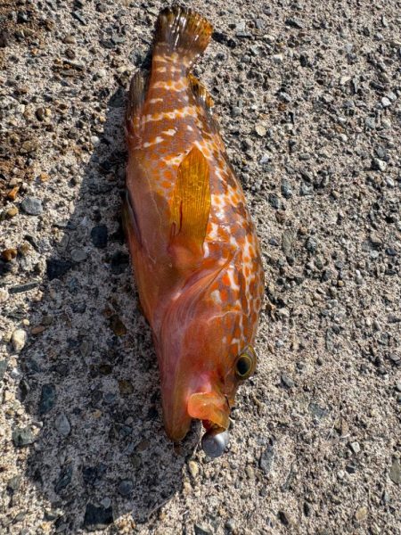 ロックフィッシュと戯れて