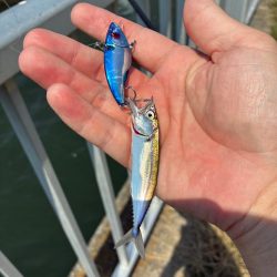 自己記録更新の75センチ