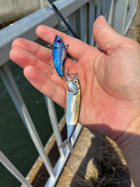 自己記録更新の75センチ