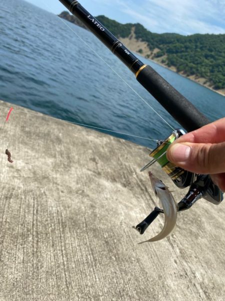 シロギスタのプチ遠征