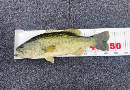 1日ボート釣行!