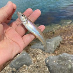 ライトエサ釣り　五目チャレンジ