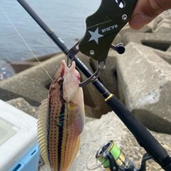 7目達成シロギスタ