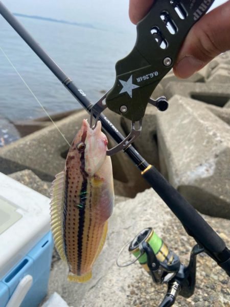 7目達成シロギスタ