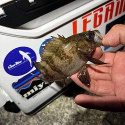 最近の目標は3匹アジング