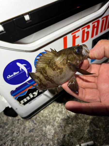 最近の目標は3匹アジング