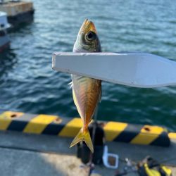 宮津遠征エサライトゲーム