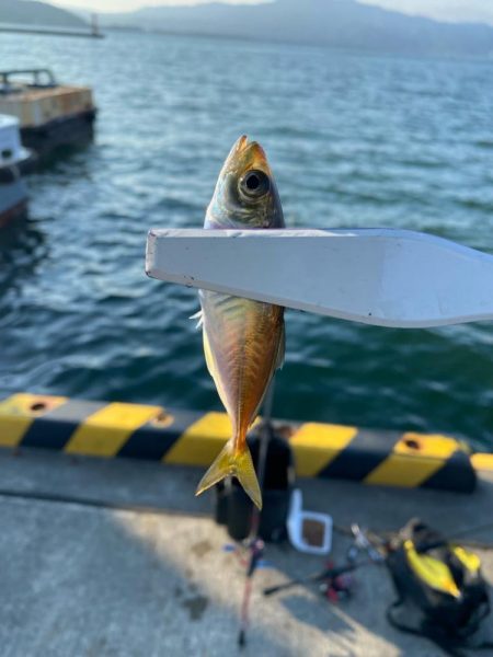 宮津遠征エサライトゲーム