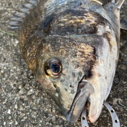 チヌの引き強くて楽しめました!