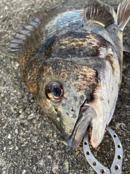 チヌの引き強くて楽しめました!