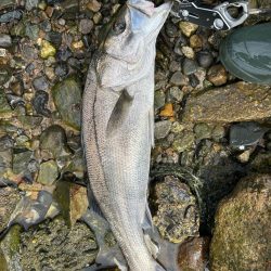 シークレットチニング