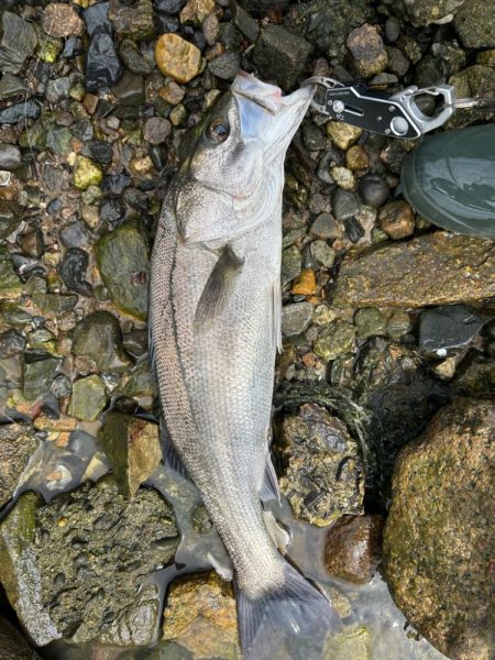 シークレットチニング