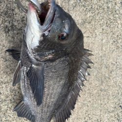 エビ撒きチヌ好調です♪