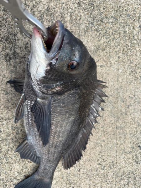 エビ撒きチヌ好調です♪