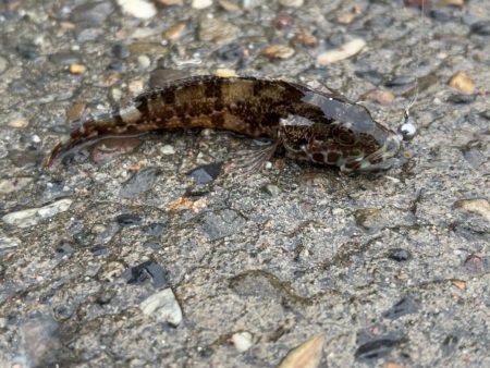 雨中鯵釣