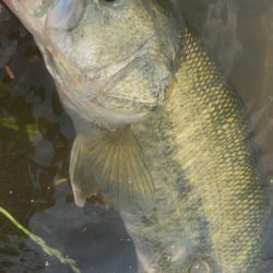 淀川モンスター！