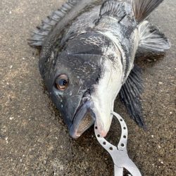 雨上がりのエビ撒き