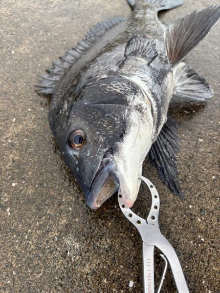 雨上がりのエビ撒き