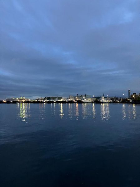 コノシロの群れで大遊び