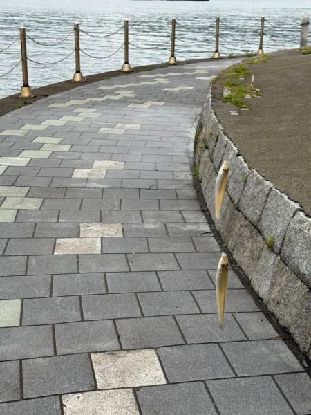 雨上がりのシロギス釣り