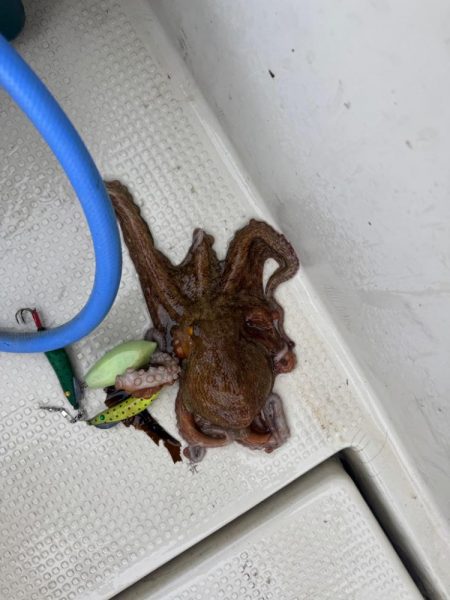 タコ釣り　リタックル