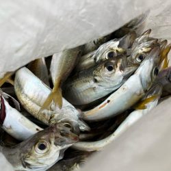 100均アミエビ +で