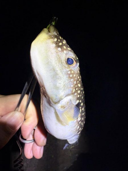 2夜連続メバリング