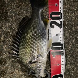 チニング〜デイandナイト